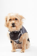 Load image into Gallery viewer, Dog Raincoat - Turtle Grey
