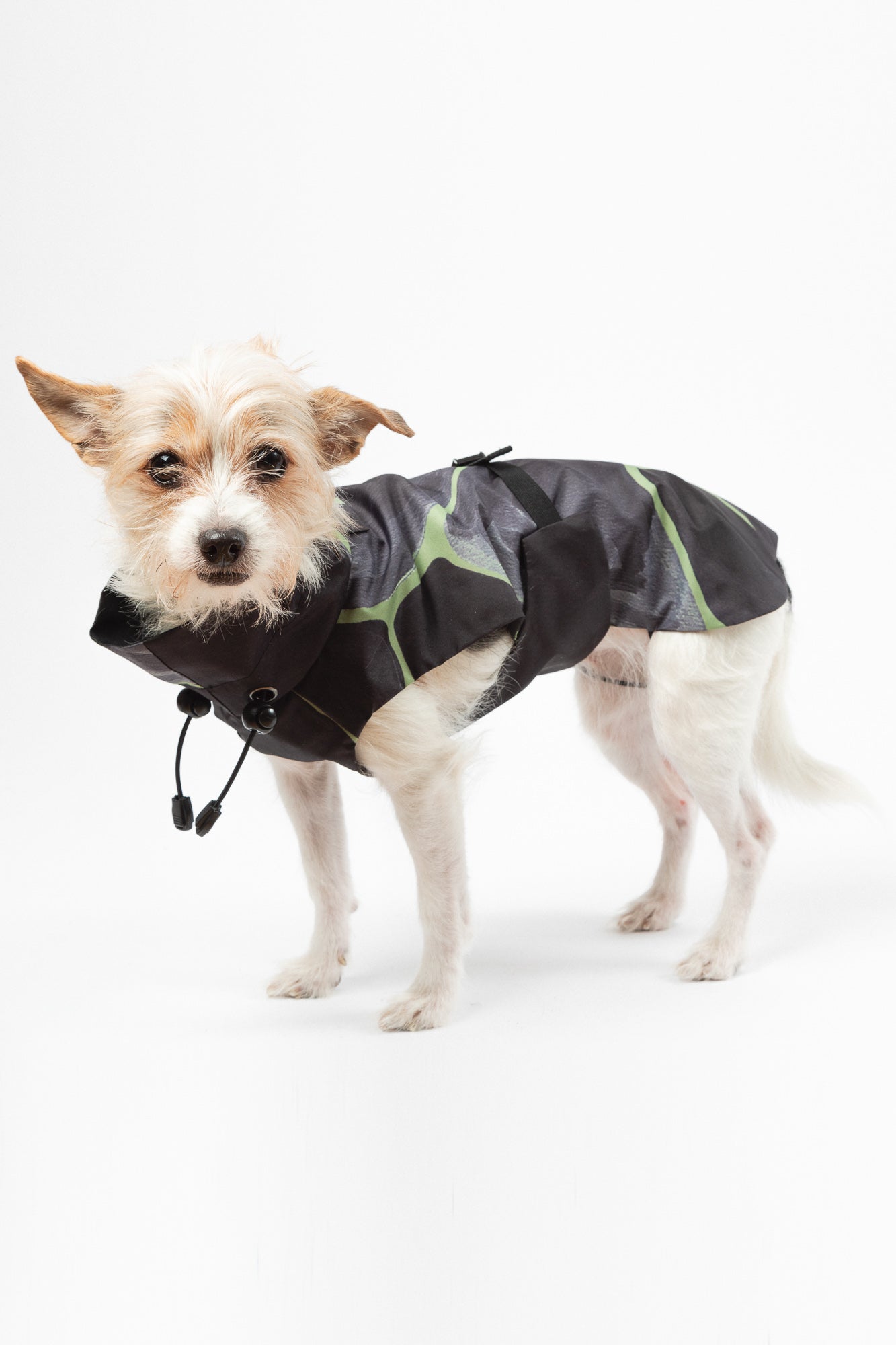 Dog Raincoat - Turtle Olive