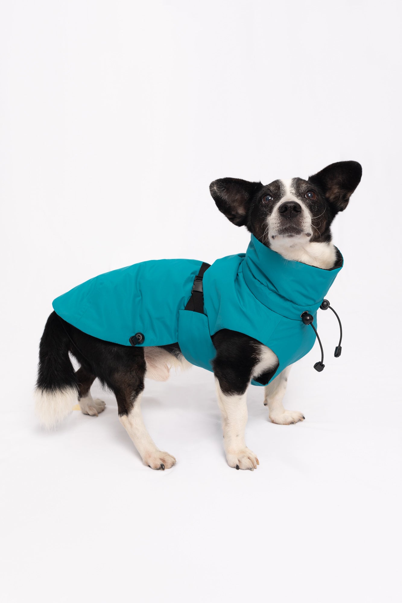 Dog Winter Coat - Turquoise